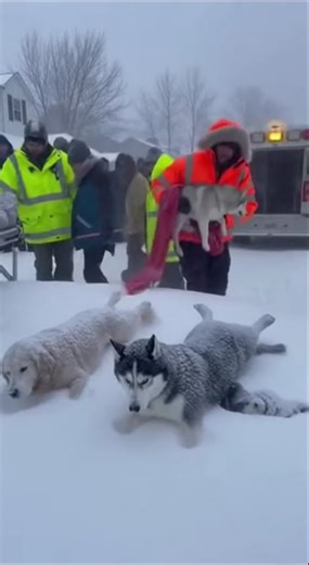 Caught on Camera: Incredible Rescue During Heavy Snowfall #Rescue #RealRescue #RescueTeam #Emergency