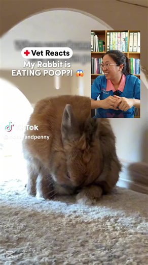Did you know bunnies eat their own poop? 🤯 But wait—it’s not as gross as it sounds! Our vet breaks down what cecotropes are and why they’re essential for your rabbit’s health. 🐰💩✨ #vet #bunny #rabbit #rabbitpoop #fyp #petcare