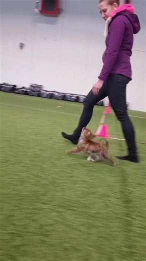 Chihuahua Training Techniques for Better Obedience