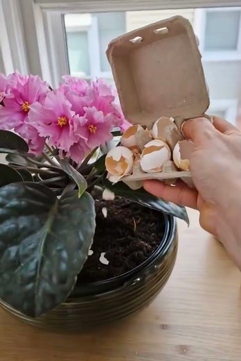 African violets not blooming? This natural fertilizer fixes it 😲Learn the method 👉 comments