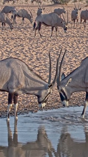 Gemsbok Antelope: The Powerful Desert Survivor of Africa | Wildlife Documentary