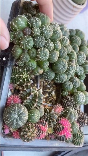 Clump Astro #germination #astrophytum