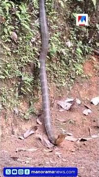 കോതമംഗലം പിണവൂർകുടിയിൽ കൊക്കോ മരത്തിൽ നിന്ന് രാജവെമ്പാലയെ പിടികൂടി | #kothamangalam #Kingcobra