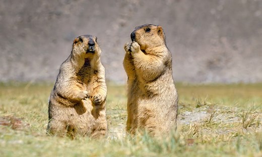 6 Things Marmots Like to Eat Most (Diet & Facts)
