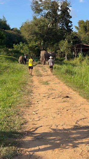 #elephant | Bank Mahout