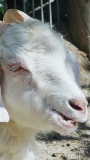 Goat And Sheep Sound Effect , Goat Sound, Cow Sound , Animal Sounds #cutegoats#animal #catsounds