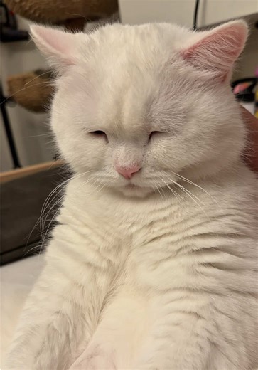 Keine Sorge, Lucky ist noch bei mir und wird für immer bei mir bleiben. Seine Anwesenheit bei mir zu Hause erinnert mich auch oft an Babsi 🤍🕊️ #katze #freunde #erinnerung #liebe #oma