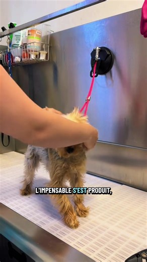 Aujourd’hui on reçoit enfin Emma pour un toilettage complet ! 🐶🥰 #chien #toilettage #toilettagecanin