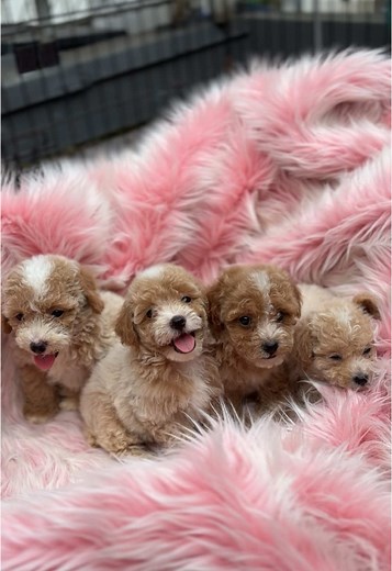 Adorable Apricot Poodle Puppies Steal Hearts!