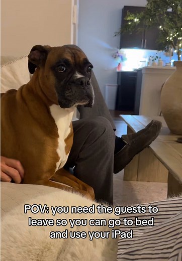 Poppy Gets Upset with Guests Overstaying: Relatable Dog POV