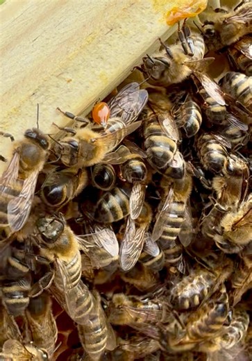 🐝See that sticky brown stuff? That’s propolis and trust me, it gets everywhere. Did you know that bees collect sap and resin from trees and plants, pack it onto their back legs, and bring it back to the hive where it works like a natural glue. They use it to seal gaps, strengthen the hive, and even help protect the colony from bacteria and disease. Can you see the worker bee returning with her legs full of propolis? The bees’ very own DIY building material! Nature is brilliant, isn’t it? Did yo