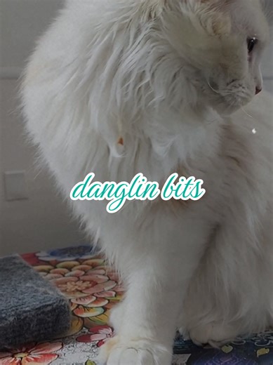 Luka usually gets leftover stuck in his growing mane, didnt think he'd ever find it, but he finally scooped it up! #mainecoon #catsoftiktok #cats #petsoftiktok #pet