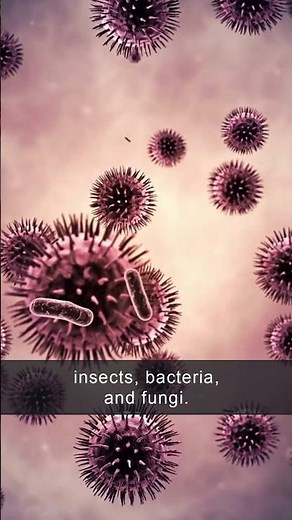 What is biodiversity? 🐿️ 🌿 🪨