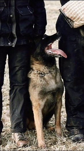 SHOCKING Truth About Malinois and Dutch Shepherd Aggression