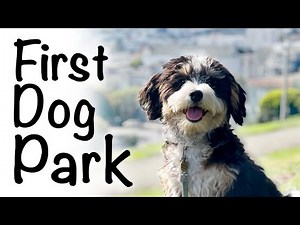 Bernedoodle puppy socialization: first time at the dog park