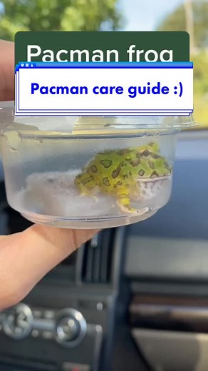 Ultimate Pacman Frog Care Guide