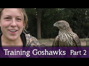 Falconry Diary | Cloud the Goshawk | Part 2