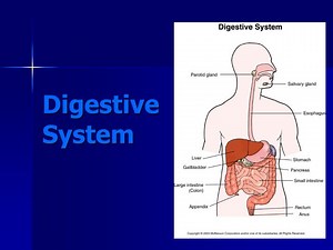 Digestive System - SlideServe