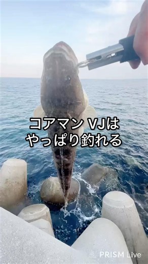 【釣り】コアマン VJはこんなのも釣れる#釣り #fishing #ショアジギング #アウトドア