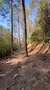 Abrams Falls trail, not a cloud in the sky. | Smoky Mountain Wildlife