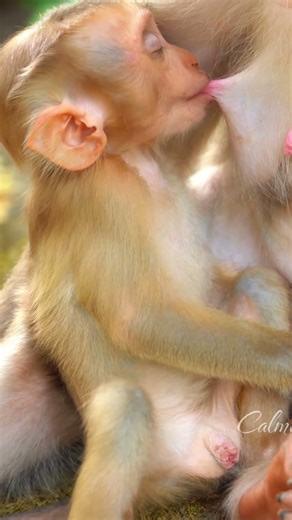 Beautiful Mom & baby Beautiful Animals Relaxing & Stress Relief