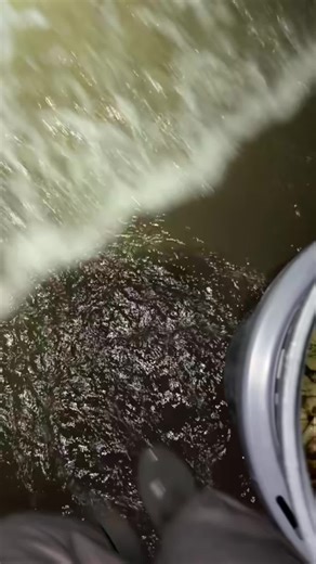 Ultimate Guide to Catching Dungeness Crab