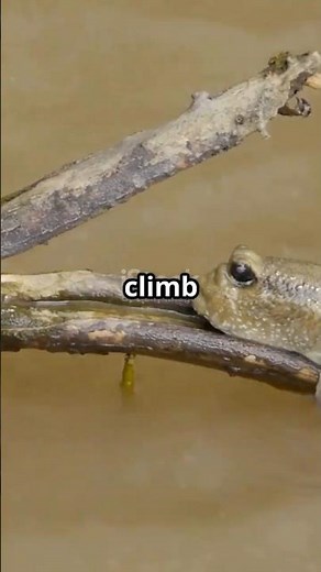 The Fish That Climbs Trees: Meet the Mudskipper!