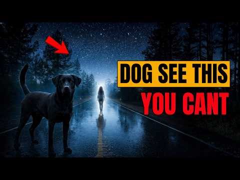 10 Things Your Dog Can See & Feel But YOU CAN'T