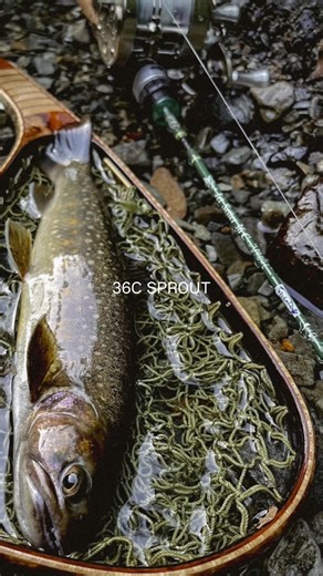 SPROUT.#riverfishing #troutfishing #adventure #カメラ