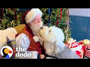 Santa Came Early For These Very Good Dogs | The Dodo