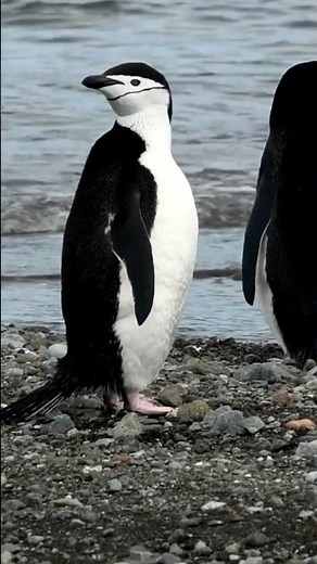 Meet Penguins: Waddling, Sliding, and Swimming Fun!