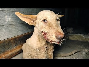 Sweet, shy dog with terrible mouth injury makes a shining recovery!