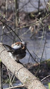 Thrush Fieldfare (Turdus Pilaris) It Cleans Its Plumage And Beak And Defecating From An Branch While Sitting On A Tree In Early Spring. Vertical.