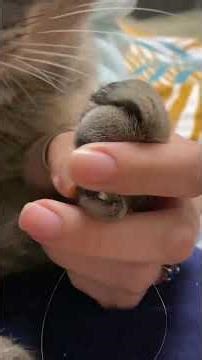 How to Trim Your Cat’s Nails Without Stress 🐱✂️