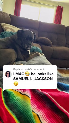 Meet Samuel L. Jackson's Beloved Black Boxer Dog