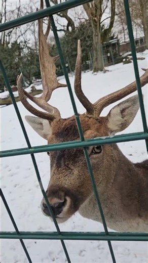 Ein Hirsch verfolgt uns im Tiergarten Mönchengladbach 2026 #shorts #zoo #2026