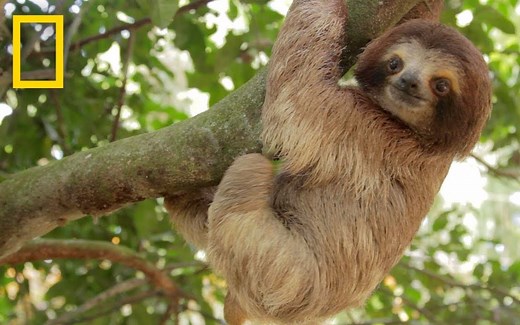 【字幕队长】雨林科普 美国国家地理 Rainforests 101 National Geographic 1080P