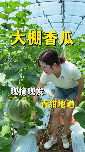 尝尝咱家香瓜甜不甜 #한국과일 #과일도매 #과일유통 #수입과일 #영이네과일