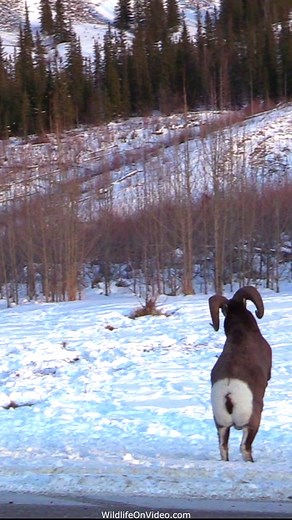 Bighorn Sheep Rams Headbutting | Wildlife On Video