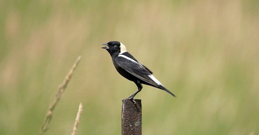 Bobolink
