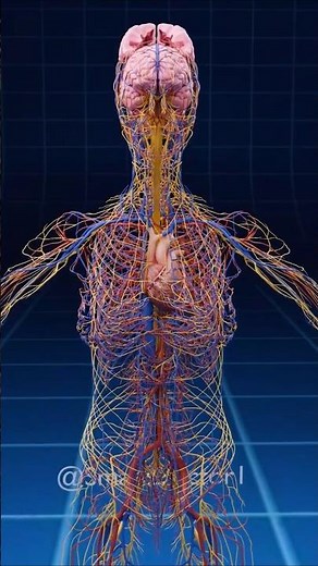 Nervous and Circulatory System. 🧠♻️🫀