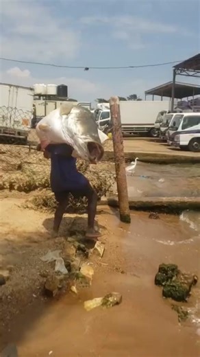 Walking Off with the Biggest Barra: Incredible Sight 🐟🤯