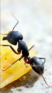 Ants Lifting Weight Far Beyond Their Own: How These Tiny Titans Defy Gravity