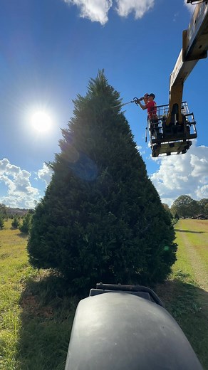 We are right on track for Opening Day of Christmas Season Nov 15, 2025 at the Thomley’s Christmas Tree Farm. Our Homegrown Residential Trees start at $12 per foot. We have a lot of Big commercial trees that bring top dollar but we also have lots with a flat spot on one side from where two trees grow together. They look great against a wall or in a corner, they are cheaper too! Our repeat city & university customers have found the trees they want and we have many more large homegrown commercial t
