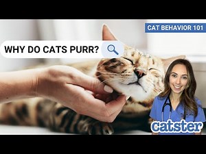 The Science Behind Cat Purring