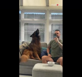 German Shepherd joins the musical fun by howling to favorite song in cute harmony