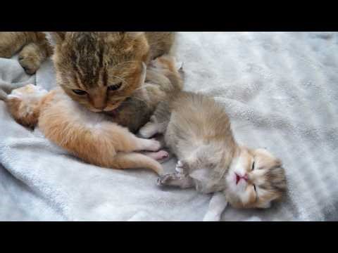 Cute kitten is sleepy but can't sleep because his mother keeps licking him...