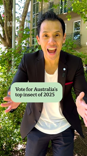You're almost out of time! Voting for Australia's Insect of the Year for 2025 closes this week. Tell your mum, doorknock your neighbour, ring that old friend you've been meaning to call — and let them know they have until Friday, October 31, to place their vote! Head to the link to vote your favourite insect: https://ab.co/4o7CuzL #InsectOfTheYear2025 #ABCNews | ABC Melbourne