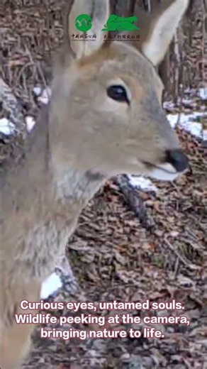Wild Animals Cast Curious Glances At The Infrared Camera | iPanda #shorts