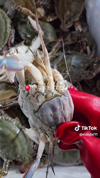 가을 암꽃게 먹방과 주문 방법 소개